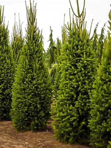 columnar norway spruce growth rate